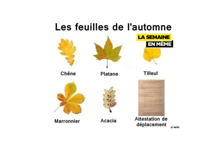 Feuilles de l’automne, les meilleurs memes de la semaine