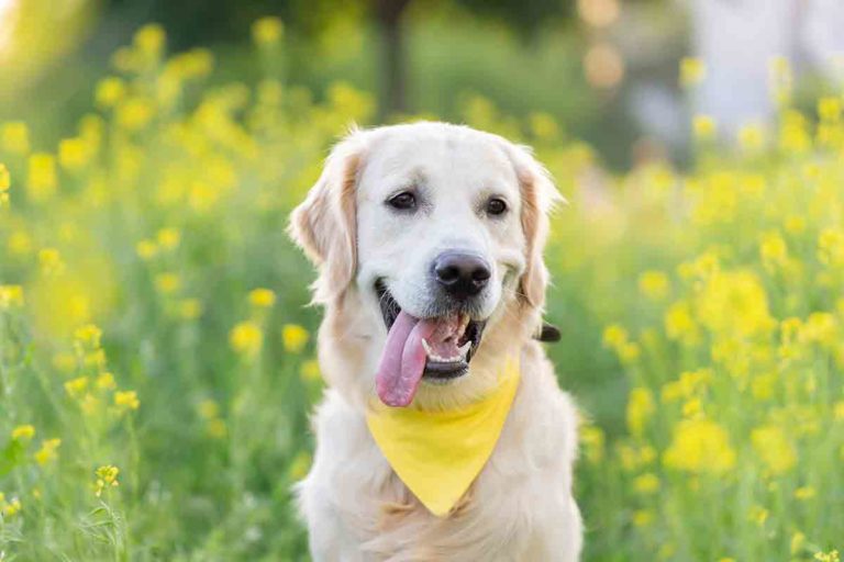 Pénurie de profs : Toby, premier chien à devenir enseignant