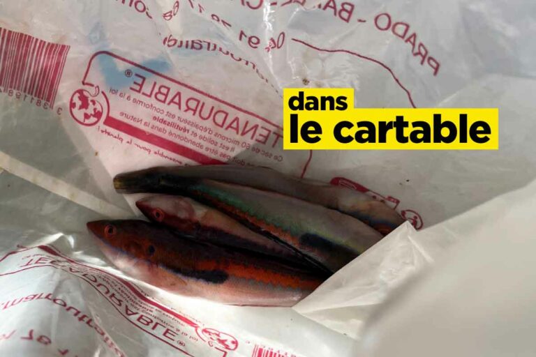 Des poissons morts, 10 trucs trouvés dans le cartable à l’école